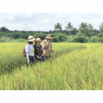 Gỡ khó trong sản xuất lúa hữu cơ