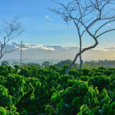 FAO công bố Báo cáo Triển vọng ngành nông nghiệp thế giới đến năm 2030